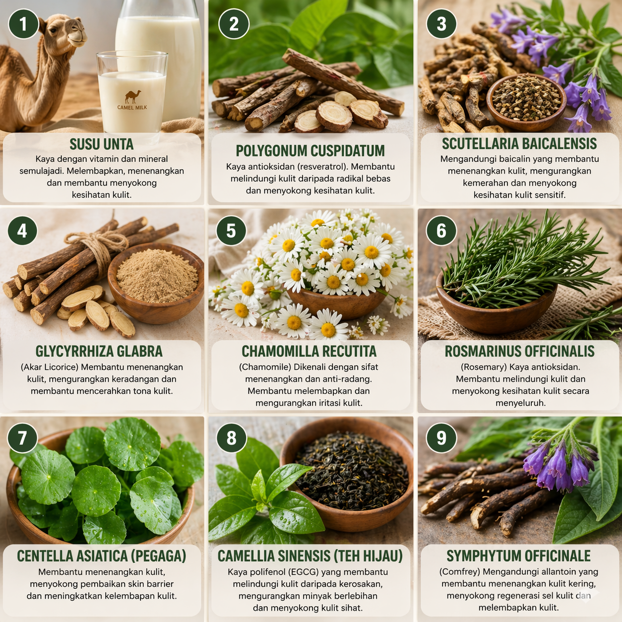 Bahan Herba Semulajadi — Susu Unta, Pegaga, Chamomile, Rosemary, Teh Hijau